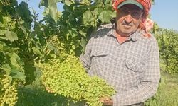 Dev salkımlar yola çıkıyor