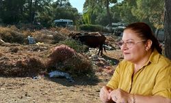 Didim’de çöp sorunu kontrolden çıktı, çöp yığınları arasında inekler otlamaya başladı