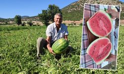 Ege’nin meşhur karpuzu tezgaha indi