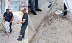 Evlerden yılanlar çıkmaya başladı
