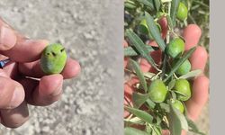 Aydın’da zeytin üreticilerine uyarı geldi