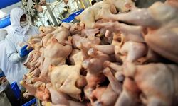 İlaçlama sonrası ortalık karıştı.. 34 çalışan hastaneye sevk edildi