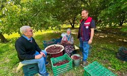 Kirazda pestisit alarmı