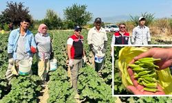 Koçarlı bamya üretiminde zirvede