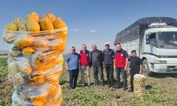 Patates hasadı başladı