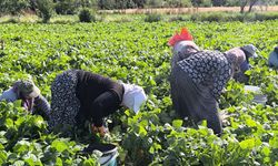 Sabah 7:30’dan akşam 18:00’e kadar 1000 TL’ye çalışıyorlar