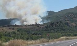 Tarlada başlayan yangın ormana sıçradı