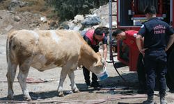 Yangın bölgesinde susayan ineklere temiz can suyu