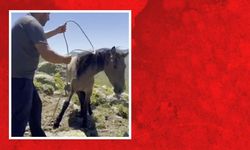 Yılkı atlarıyla ilgili mide bulandıran iddia