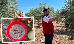 Zeytin sineği alarmı