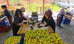 Aydın'dan dünyaya yayılan lezzet: İncir Cipsi