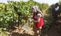 Bahçelerde pestisit alarmı
