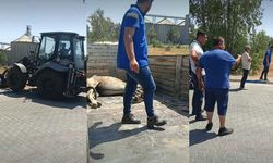 Başkan Çerçioğlu talimat verdi, Büyükşehir ekipleri yaralı at için harekete geçti