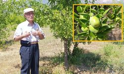 Bu meyveyi herkes bilmiyor, faydaları saymakla bitmiyor
