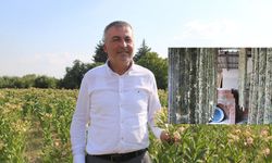 Elma bahçeleri tütün tarlalarına dönüşüyor