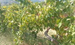 Emek hırsızları bağdan 2 ton üzüm çaldı