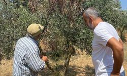 Zeytinde ‘verticillium’ alarmı