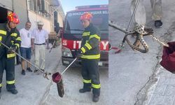 İş yerinden yılan çıktı