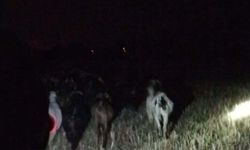 Kayıp keçileri jandarma buldu