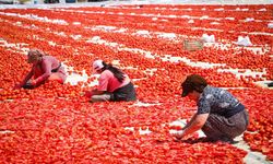 Ovada "kırmızı altın" mesaisi