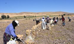 Patates üretiminde hasat dönemi başladı