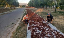 Sezonun ilk kuru üzümü çuvala girdi