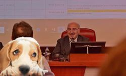 Vali Köşger: Asıl sorun sahipsiz hayvanlar değil sahiplilerin terk edilmesi