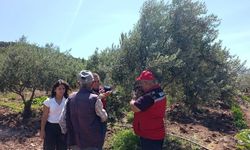 Zeytin üreticilerine hastalık uyarısı