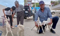 Anne sütünün yetmediği sevimli kuzular biberonla besleniyor