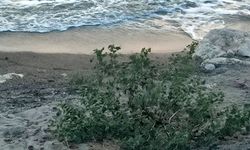 Aydın Didim’de bir kişinin cansız bedeni sahilde bulundu