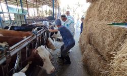 Aydın’da hayvanlar aşılanıyor