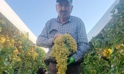 Bir salkım üzüm 5,5 kilo geldi