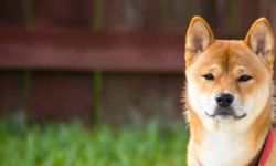 Çocuğa saldıran köpeğin sahibi aileye 1 milyon 200 bin lira ödeyecek