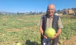 Dede mirası ata tohumu karpuz geleneğini sürdürüyor