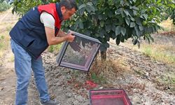 500 bin steril erkek böcek doğaya bırakıldı