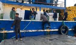 Didim’de hamsi denetimi