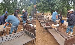 Aydın Köşk’te koyun ve keçilere tarama
