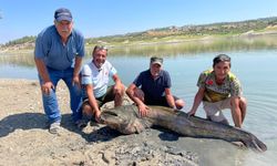 İki balık yakalandı.. Biri 120 diğeri 85 kilo