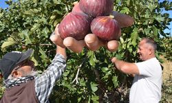 İncirde hasat mesaisi başladı