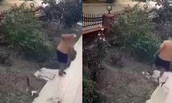Köpeğini gezdiren şahıs yavrulu kediye tekmeyle saldırdı