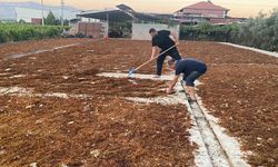 TMO'nun kuru üzüm alımı çiftçiyi rahatlattı