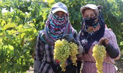 Üretici tepkili, tüccarın verdiği fiyatı beğenmedi