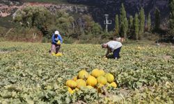 Yayla kavunu ve ata sebzelerinin hasadı yapıldı