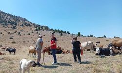 Yerli hayvan ırklarının korunması çalışmaları sürüyor