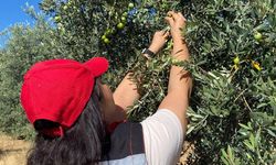 Zeytin üreticilerine kritik uyarı