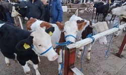 Nazilli Hayvan Pazarı’nda kaçak ve belgesiz hayvanlara geçit yok