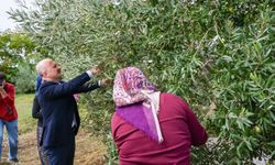 Aydın Valisi Osman Varol kadın çiftçilerle zeytin topladı
