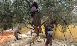 Aydın’da günlük 1000 liraya zeytin topluyorlar