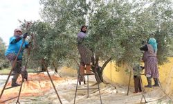 Aydın’da zeytin hasadı başladı.. Kadınların günlük yevmiyesi dikkat çekti