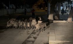 Domuz sürüsü mahalleye indi